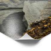 De ultieme Bald Eagle Foto Afdruk (Hoek)