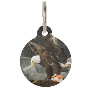 De ultieme Bald Eagle Huisdierpenning