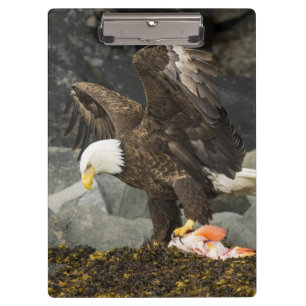 De ultieme Bald Eagle Klembord