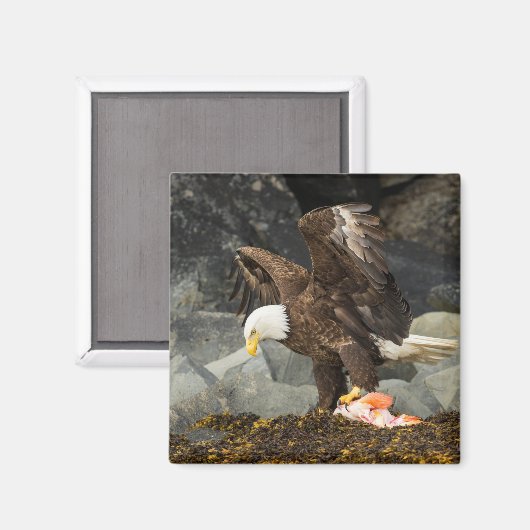 De ultieme Bald Eagle Magneet (Voorkant / Achterkant)