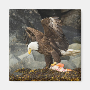De ultieme Bald Eagle Magneet