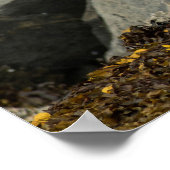 De ultieme Bald Eagle Poster (Hoek)