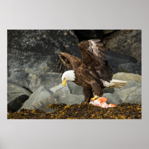 De ultieme Bald Eagle Poster