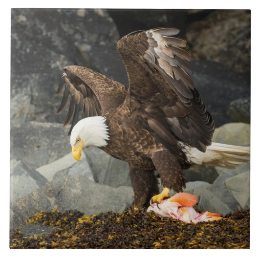 De ultieme Bald Eagle Tegeltje (Voorkant)