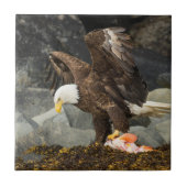 De ultieme Bald Eagle Tegeltje (Voorkant)