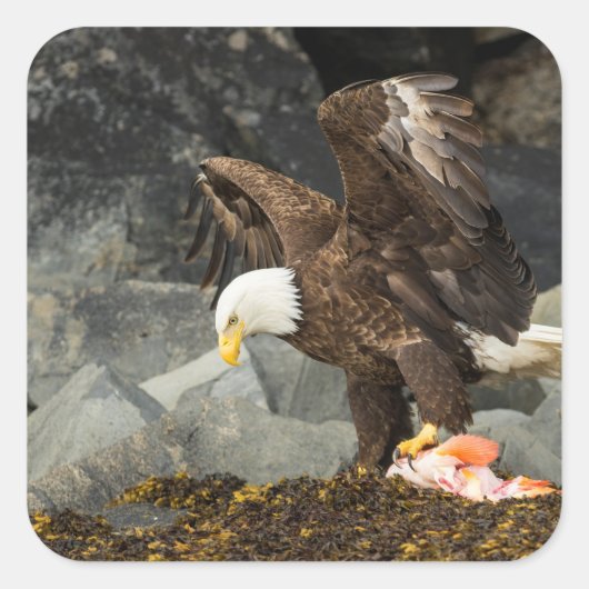 De ultieme Bald Eagle Vierkante Sticker (Voorkant)