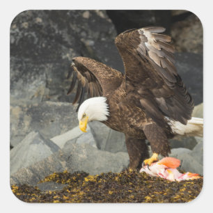 De ultieme Bald Eagle Vierkante Sticker