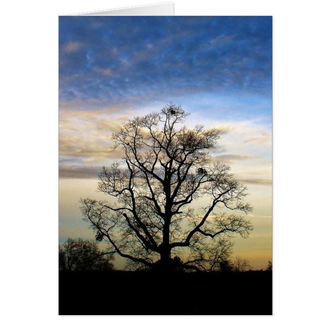 De universele boom (Voorkant)