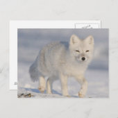 De V.S., Alaska, KustVlakte 1002 van ANWR. 3 Briefkaart (Voorkant / Achterkant)