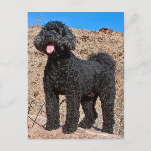 De V.S., Californië. De Status van Labradoodle Briefkaart (Voorkant)