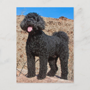 De V.S., Californië. De Status van Labradoodle Briefkaart