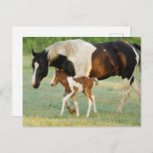 De V.S., Florida, het Pasgeboren merrieveulen van Briefkaart (Voorkant / Achterkant)