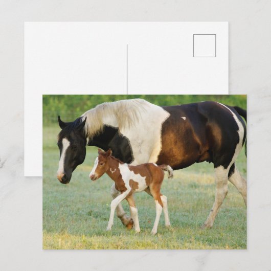 De V.S., Florida, het Pasgeboren merrieveulen van Briefkaart (Voorkant / Achterkant)