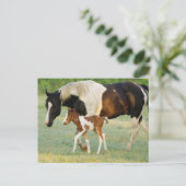 De V.S., Florida, het Pasgeboren merrieveulen van Briefkaart (Staand voorkant)