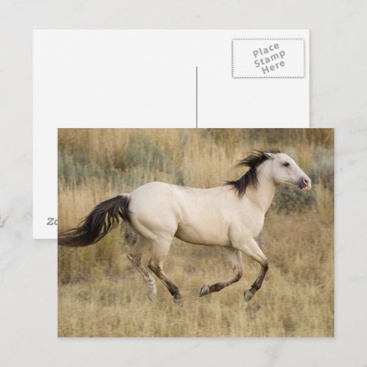 De V.S., Oregon, Seneca, Boerderij Ponderosa. Briefkaart (Voorkant / Achterkant)