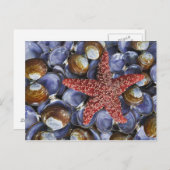 De V.S., Washington, het Kanaal van de Kap, Briefkaart (Voorkant / Achterkant)