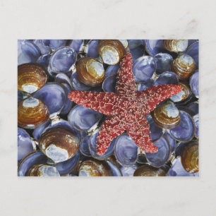 De V.S., Washington, het Kanaal van de Kap, Briefkaart