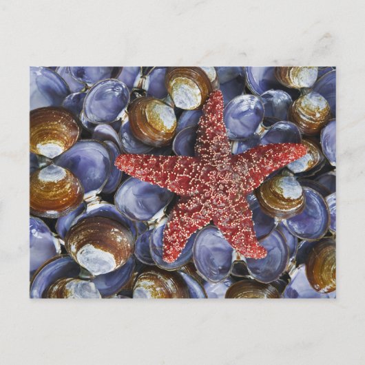 De V.S., Washington, het Kanaal van de Kap, Briefkaart (Voorkant)