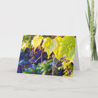 De Vallei van Napa Kaart