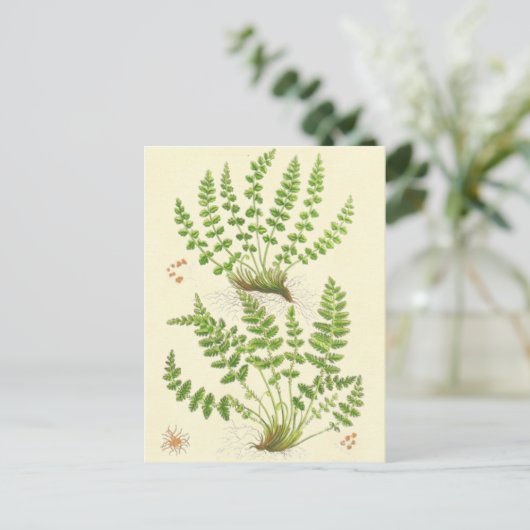 De Varen van Woodsia Briefkaart (Staand voorkant)