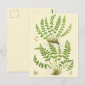 De Varen van Woodsia Briefkaart (Voorkant / Achterkant)