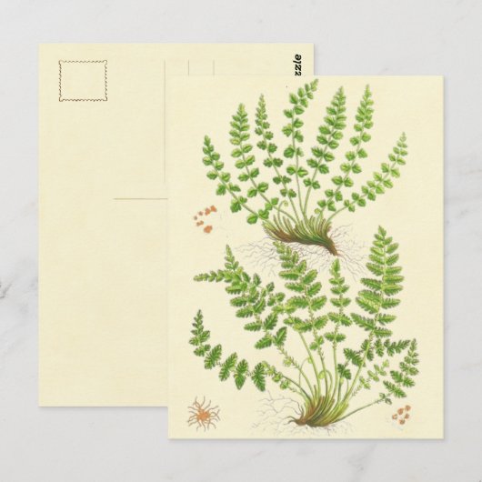 De Varen van Woodsia Briefkaart (Voorkant / Achterkant)