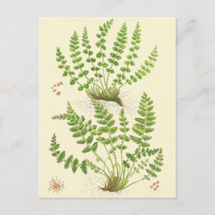De Varen van Woodsia Briefkaart
