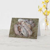 De Varkens van het baby, Biggetjes - de Leuke Kaart (Gele Bloem)
