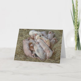 De Varkens van het baby, Biggetjes - de Leuke Kaart