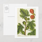 De varkensboom, bord 125 uit 'A Curious Herbal', b Briefkaart (Voorkant / Achterkant)