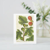 De varkensboom, bord 125 uit 'A Curious Herbal', b Briefkaart (Staand voorkant)