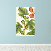 De varkensboom, bord 125 uit 'A Curious Herbal', b Canvas Afdruk (Insitu (Houten vloer))