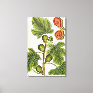 De varkensboom, bord 125 uit 'A Curious Herbal', b Canvas Afdruk