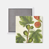 De varkensboom, bord 125 uit 'A Curious Herbal', b Magneet (Voorkant / Achterkant)
