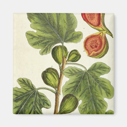 De varkensboom, bord 125 uit 'A Curious Herbal', b Magneet (Voorkant)