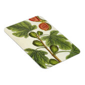 De varkensboom, bord 125 uit 'A Curious Herbal', b Magneet (Rechterzijde)