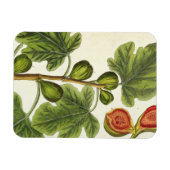 De varkensboom, bord 125 uit 'A Curious Herbal', b Magneet (Horizontaal)