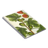 De varkensboom, bord 125 uit 'A Curious Herbal', b Notitieboek (Rechterzijde)