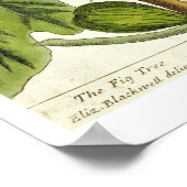 De varkensboom, bord 125 uit 'A Curious Herbal', b Poster (Hoek)