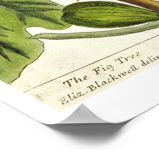 De varkensboom, bord 125 uit 'A Curious Herbal', b Poster (Hoek)