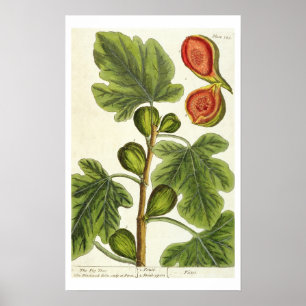 De varkensboom, bord 125 uit 'A Curious Herbal', b Poster