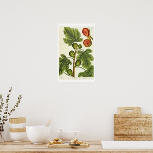 De varkensboom, bord 125 uit 'A Curious Herbal', b Poster (Keuken)