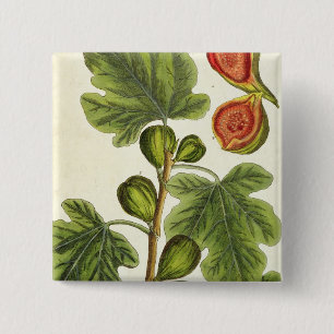 De varkensboom, bord 125 uit 'A Curious Herbal', b Vierkante Button 5,1 Cm