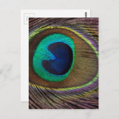 De Veer van de pauw op het Close-up van de Briefkaart (Voorkant / Achterkant)