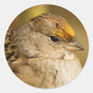 De veerkracht van één gulden-kruid-Sparrow Ronde Sticker