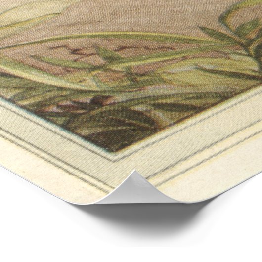 DE VELD CRICKET - Insecte Book Illustration Poster (Hoek)