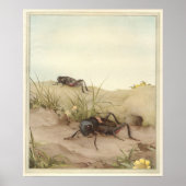 DE VELD CRICKET - Insecte Book Illustration Poster (Voorkant)