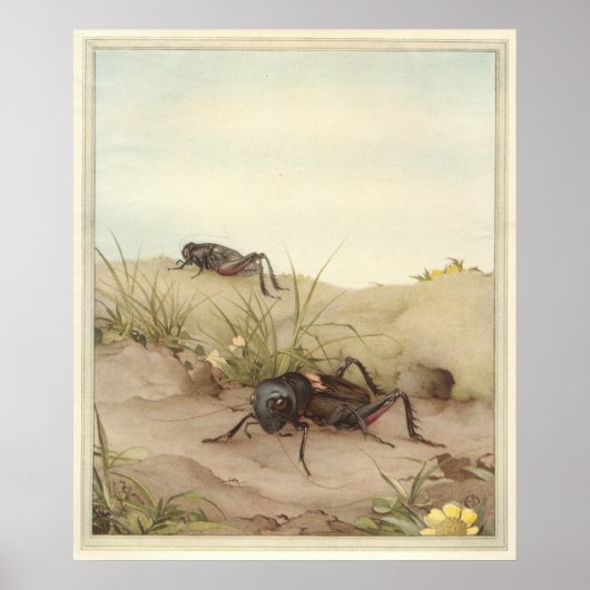 DE VELD CRICKET - Insecte Book Illustration Poster (Voorkant)