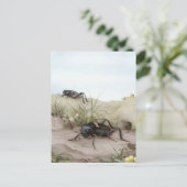 DE VELDCRICKET BRIEFKAART (Staand voorkant)