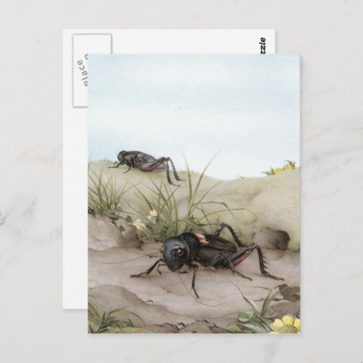 DE VELDCRICKET BRIEFKAART (Voorkant / Achterkant)